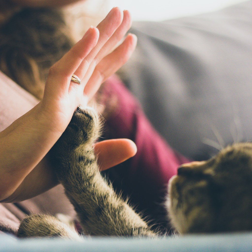 Best Pet Insurance: A Pet Lover's Journey to Finding Peace of Mind - Photo by Jonas Vincent on Unsplash