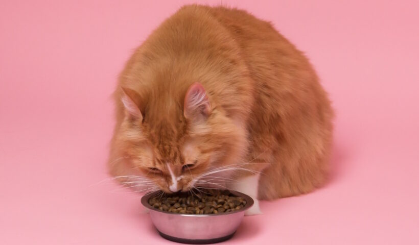 Can Cats Eat Dog Food